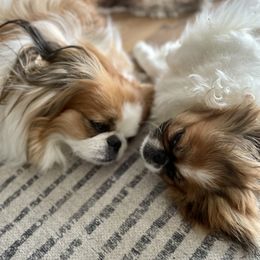 Pekingese Puppies from Della Serra Pekingese