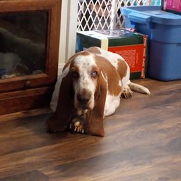 Belle - Basset Hound