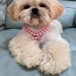 Shih Tzu All Grown Up from Fancy Garden Shih Tzu