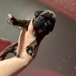 Red - Brindle male Boxer puppy in Louisville, Kentucky from Nelson’s Fancy Frenchies and Bulldogs