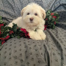 Maltese puppies from LAS VEGAS PUPPY