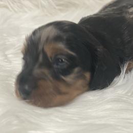 Charlotte 3000 - Dapple female Dachshund puppy in Great Bend, Pennsylvania from Dashing Doxies