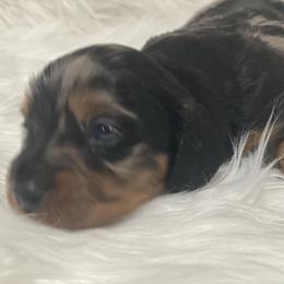 Charlotte 3000 - Dapple female Dachshund puppy in Great Bend, Pennsylvania from Dashing Doxies