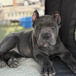Girl 1 - Gray female Cane Corso puppy in Las Vegas, Nevada from Campo Cane Corso