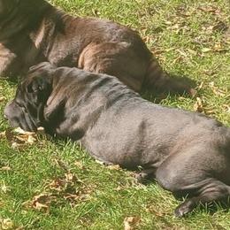 Chinese Shar-Pei All Grown Up from Bilderbear Shar-Pei