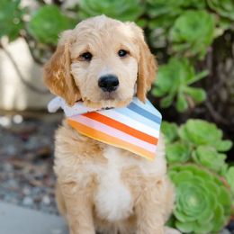 Goldendoodles from Becky And Friends