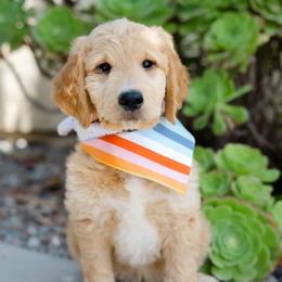 Goldendoodles from Becky And Friends