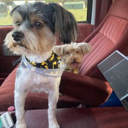 Bando - Yorkshire Terrier