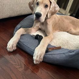 Great Dane and Yorkshire Terrier Puppies from Chuck City Danes