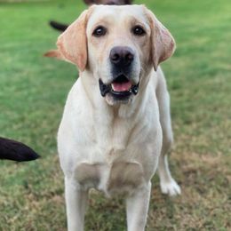 Labrador Retrievers and Rottweilers from Merakxel Kennels