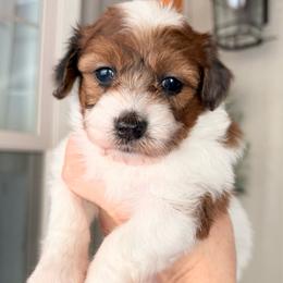 Girl 2 - Fawn sable female Havapoo puppy in Roseburg, Oregon from Sharon’s Sheepadoodle’s