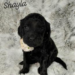 Shayla - Black female Goldendoodle puppy in Eau Claire, Wisconsin from Fisher River Doodle's