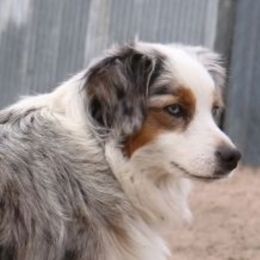 Macy - Miniature American Shepherd