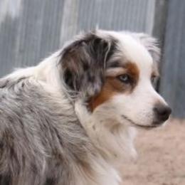 Macy - Miniature American Shepherd