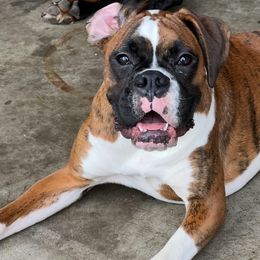 Ellie - Boxer