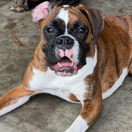Ellie - Boxer