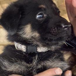 Mint Girl - Black and red female German Shepherd puppy in Rolesville, North Carolina from Ransomshire Shepherds
