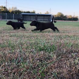 Dilute Retriever and Labrador Retriever Puppies from CKB Labradors