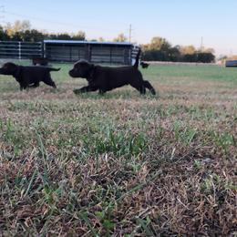 Dilute Retriever and Labrador Retriever Puppies from CKB Labradors
