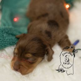 Chocolate and cream Dapple - Dapple male Dachshund puppy in Seminary, Mississippi from Down South Mavericks Dachshunds