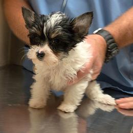 Daisy - Parti female Yorkshire Terrier puppy in Gatesville, Texas from KontryKritterz Yorkies