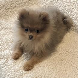 Pomeranian puppies from Hummingbird & Fox