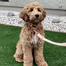 Lucy - Goldendoodle