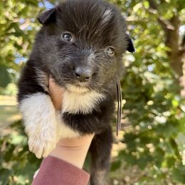 Quest - Black tri-color female Australian Shepherd puppy in Kalamazoo County, Michigan from Loveland Kennels