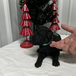 Aqua - Black female Poodle puppy in Hamilton, Ohio from Grandview Farm