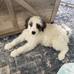 Bisque - Merle female Bernedoodle puppy in Canterbury, Connecticut from Katelyn A