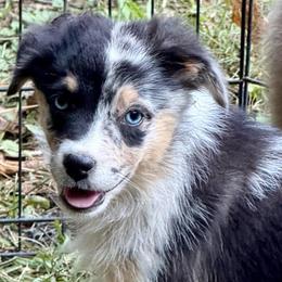 Rune - Blue merle male Miniature Australian Shepherd puppy in Patterson, North Carolina from DreamLine Aussies