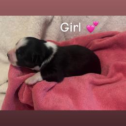Miniature Australian Shepherd Puppies from Deep South Aussie's