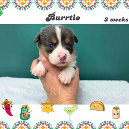 Burrito - Gray and white male American Corgi puppy in Mansfield, Ohio from Moonrise corgis