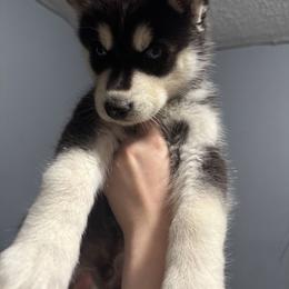 Blue Collar - Blueberry - Black and white male Siberian Husky puppy in Paola, Kansas from East Inn Huskies