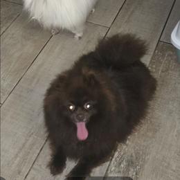 Sage - Pomeranian
