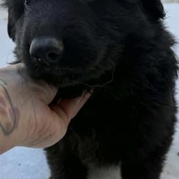 Cole - Black male German Shepherd puppy in Youngsville, North Carolina from di Casa Ortiz German Shepherds