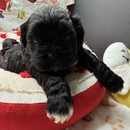 Leilani - Black female Shihpoo puppy in Colonial Beach, Virginia from BeachRidge Pups