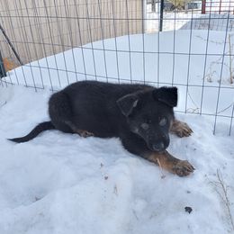 German Shepherd Puppies from BK German Shepherds
