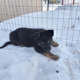 German Shepherd Puppies from BK German Shepherds
