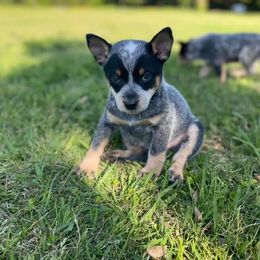 Australian Cattle Dog Puppies from Cowboy Tuff Stock Dogs
