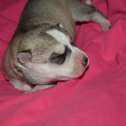 Girl 1 - Gray and white female Siberian Husky puppy in Northview, Michigan from Xk siberians