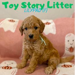 Lilypad - Apricot female Goldendoodle puppy in Houston, Texas from Golden Life Doodles
