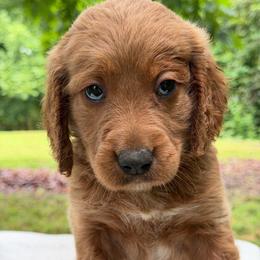 Girl 3 - Apricot female Goldendoodle puppy in Haleyville, Alabama from Susan’s Prefurred Doodles