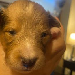 Barney (Male 2) - Blue merle white and tan male Shetland Sheepdog puppy in Chambersburg, Pennsylvania from Clark Kennel Shelties
