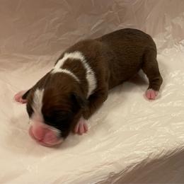 Scotty McCreery - Fawn male Boxer puppy in Willard, North Carolina from Boone’s Boxers of North Carolina