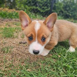 Red and white Female - Red and white female American Corgi puppy in Taylorsville, North Carolina from America's Red White and Bluie Corgis