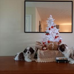 Shih Tzu Puppies from Tiny Bubbles Shih Tzus