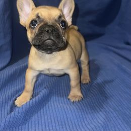 French Bulldog Puppies from Presidential Frechies