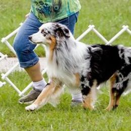 Australian Shepherds from Marquis