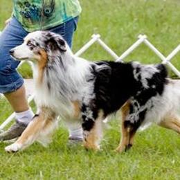 Australian Shepherds from Marquis